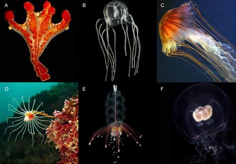 tabulata cnidarians.